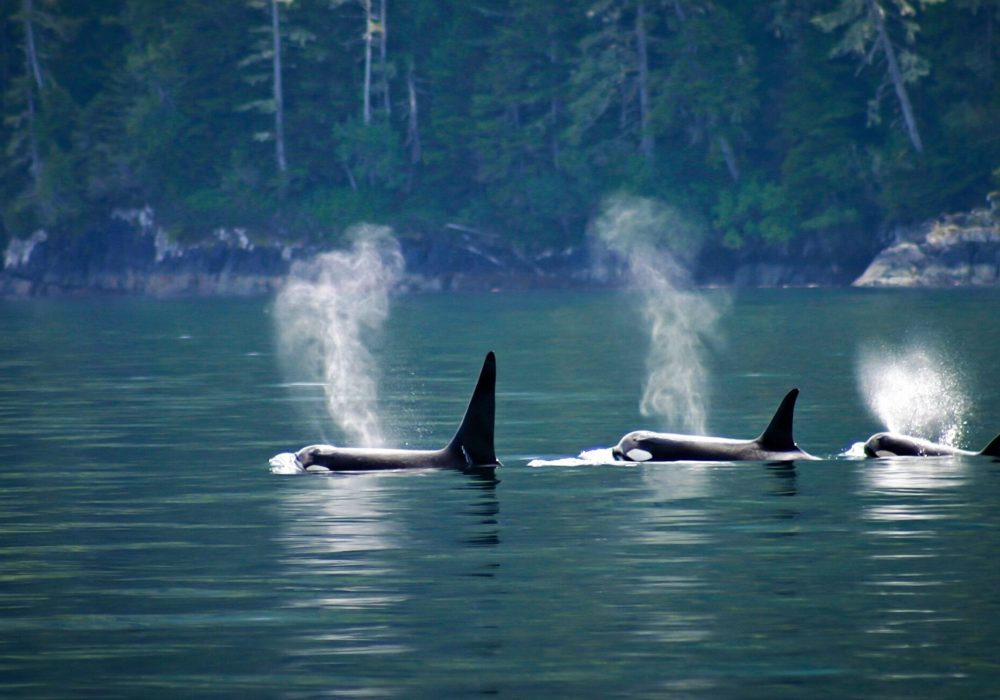 Southern Resident Killer Whale