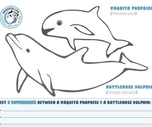 Vaquita + Dolphin Activity Sheet - Marine Mammal Conservation Workshop