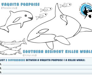 Vaquita + Southern Resident Killer Whale Activity Sheet - Marine Mammal Conservation Workshop