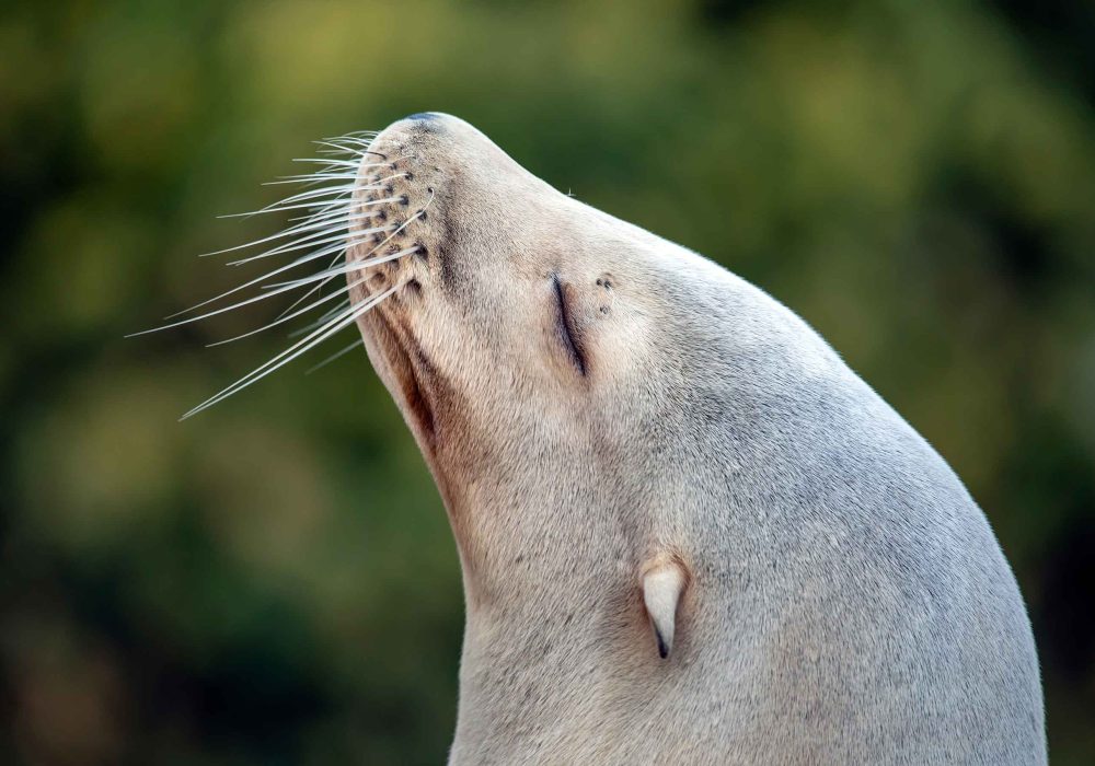 Sea Lion