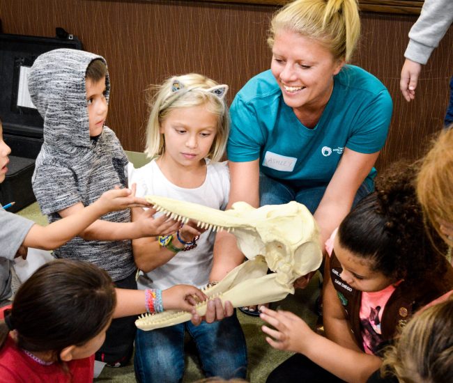 NMMF Showing dolphin skull anatomy