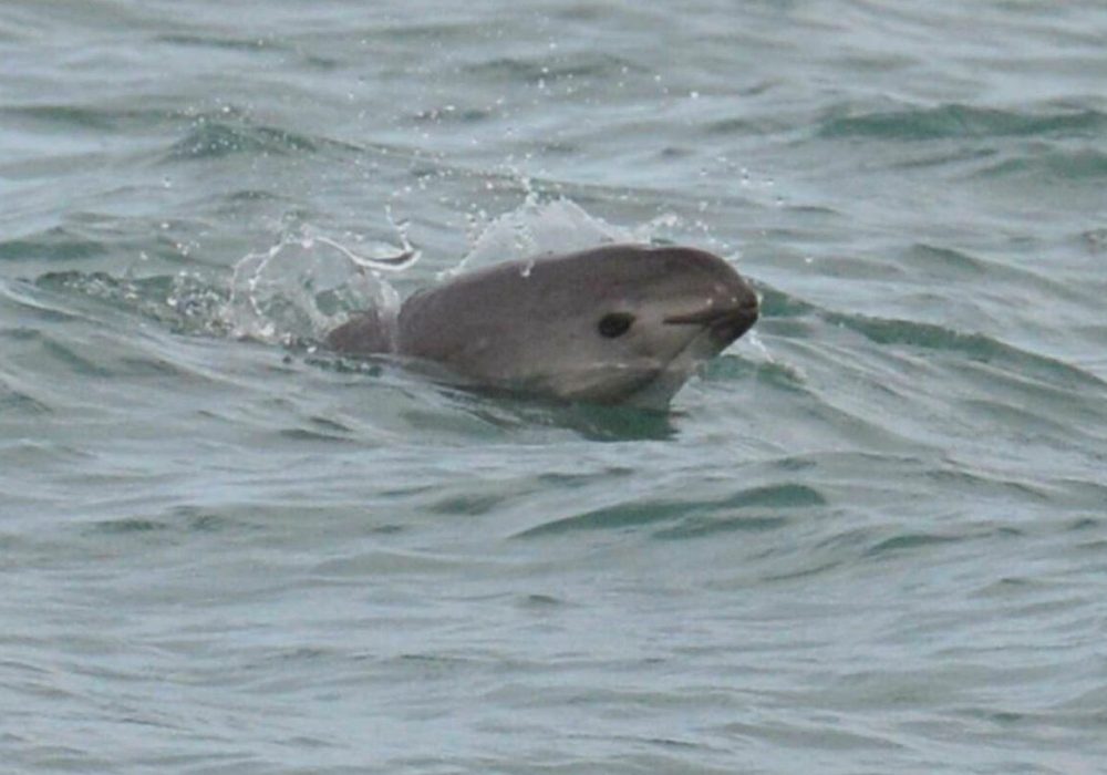 Vaquita Porpoise swimming in the Sea of Cortez, Mexico. Today, only an estimated 10 vaquita remain.